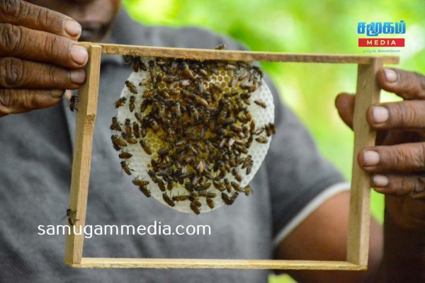 கிழக்கு மாகாண ஆளுநரின் யோசனையின் படி தேனி வளர்க்கும் திட்டம் ஆரம்பம்! 